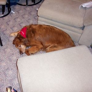 Meet your Posher, Gary